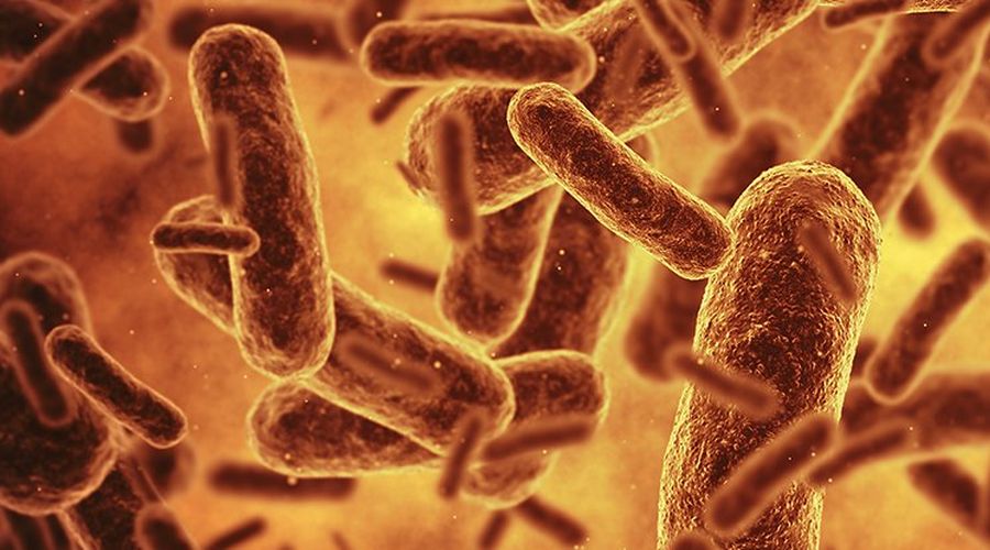 Bilim insanları bugüne kadar üretilmiş en sentetik canlıyı oluşturdu Bilim insanları bugüne kadar üretilmiş en sentetik canlıyı oluşturdu