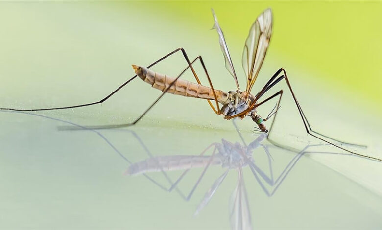 İngiltere’de chikungunya virüsü vakaları hızla artıyor İngiltere’de chikungunya virüsü vakaları hızla artıyor