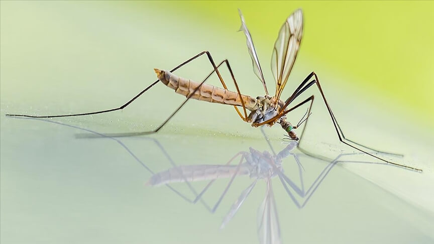İngiltere’de chikungunya virüsü vakaları hızla artıyor İngiltere’de chikungunya virüsü vakaları hızla artıyor
