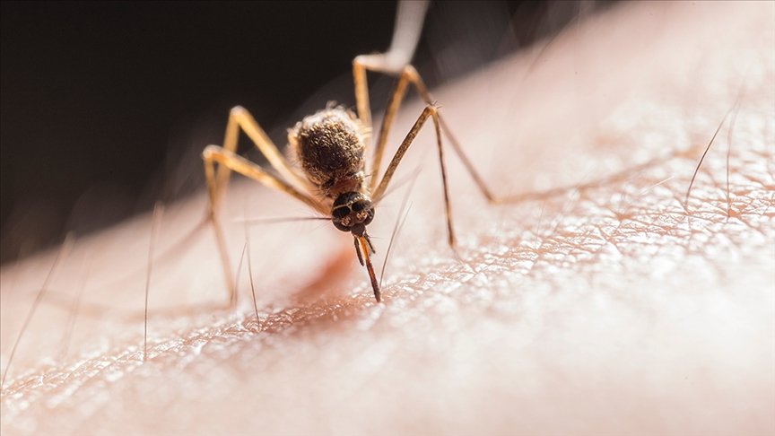 Dünyayı alarma geçiren chikungunya virüsü nedir? Dünyayı alarma geçiren chikungunya virüsü nedir?