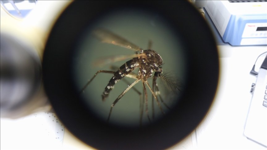 Batı Nil virüsü, chikungunya, dang: Avrupa’da sivrisinek kaynaklı hastalıklar takip altında Batı Nil virüsü, chikungunya, dang: Avrupa’da sivrisinek kaynaklı hastalıklar takip altında