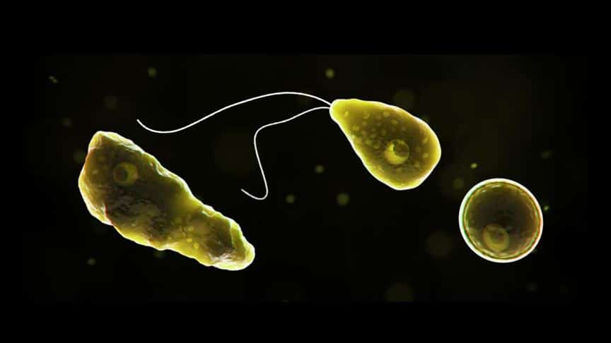 Hindistan’da ‘PAM’ nedeniyle 19 kişi hayatını kaybetti Hindistan’da ‘PAM’ nedeniyle 19 kişi hayatını kaybetti