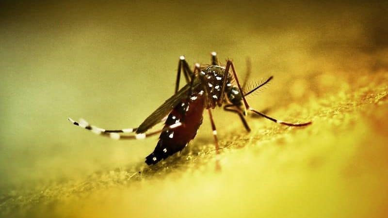 Chikungunya salgını yayıldı: Çin’de halk sağlığı acil durumu ilan edildi Chikungunya salgını yayıldı: Çin’de halk sağlığı acil durumu ilan edildi