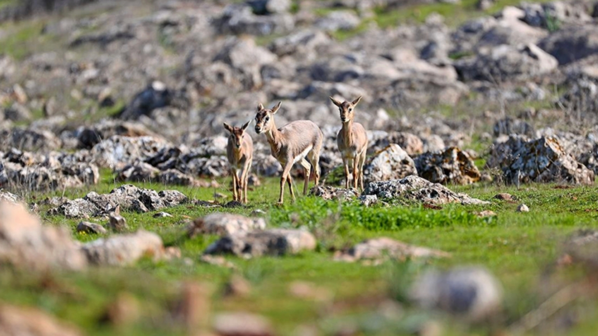 DKMP’de 13 yılda yaklaşık 73 bin yaban hayvanı tedavi edilerek doğaya salındı