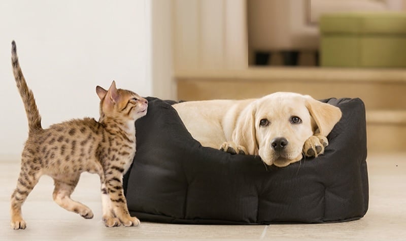 Alerjen azaltan kedi maması nedir?