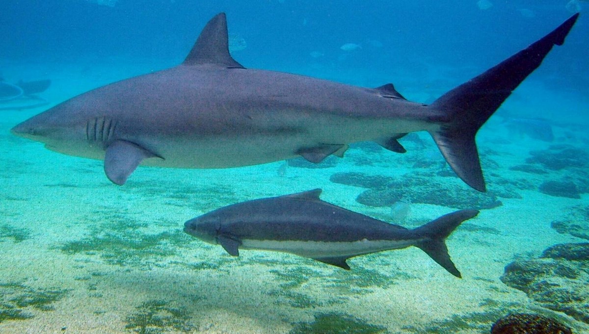 Akdeniz’de “zararsız” bir köpek balığı ilk kez insan öldürdü