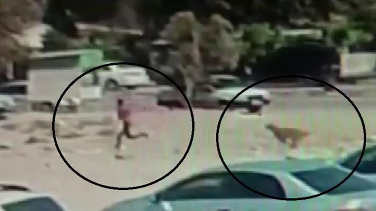 Hatay’da sürü halinde gezen köpekler korku dolu anlar yaşattı Hatay’da sürü halinde gezen köpekler korku dolu anlar yaşattı