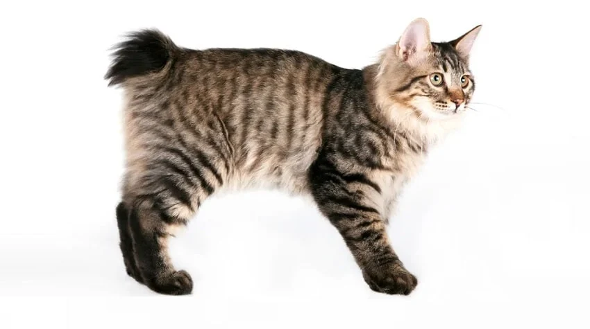 American Bobtail: Aileler İçin Uygun Bir Kedi Irkı