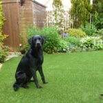 Bahçede Köpek Beslemenin Püf Noktaları