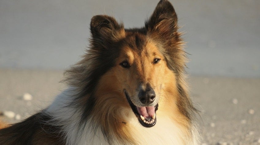 Collie Köpek Irkının Özellikleri ve Bakımı