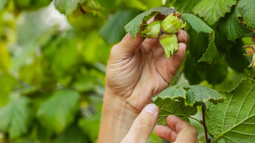 Fındık İçin Dünyaya Seslendi