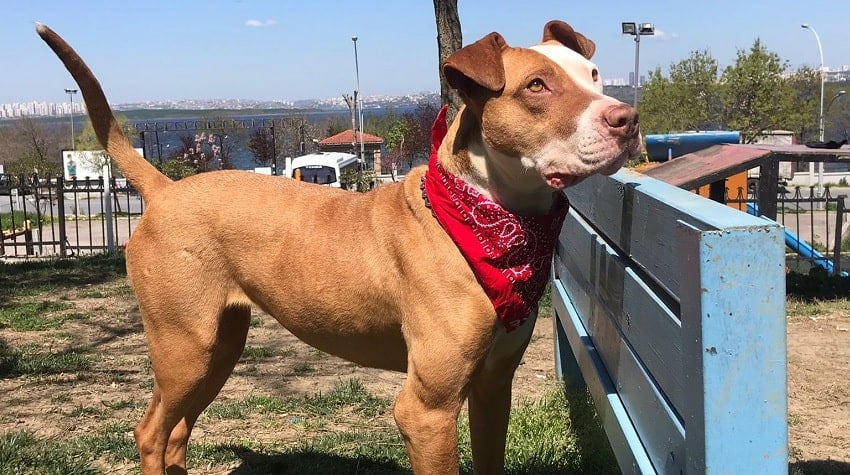 Hayvanseverlik ve Alis Kızın Hikayesi