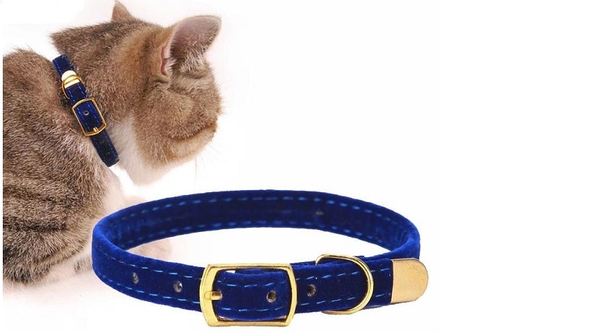 Kedi Tasmalarının Kullanımı ve Seçimi Hakkında Bilgiler