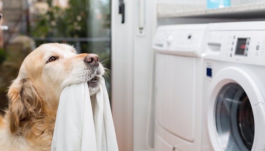 Evcil Hayvan Deterjanları ve Temizlik Yöntemleri Evcil Hayvan Deterjanları ve Temizlik Yöntemleri