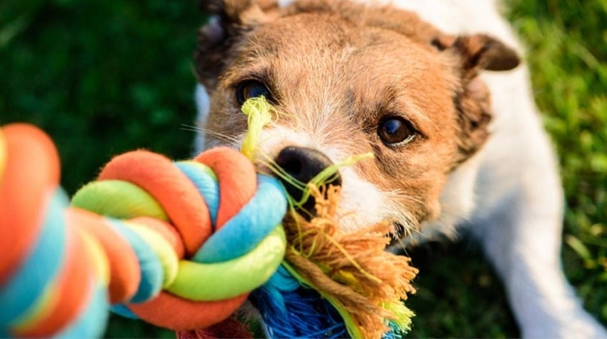 Köpeğinizle Yapabileceğiniz 10 Eğlenceli Etkinlik
