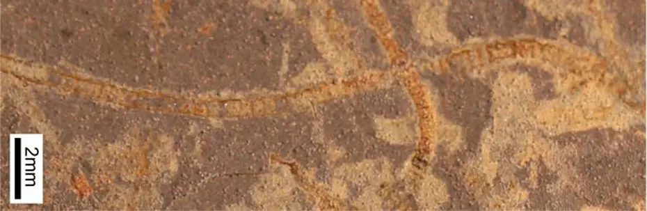 3,3 Milyar Yıllık Kayalarda Kadim Yaşamın İzleri Bulundu