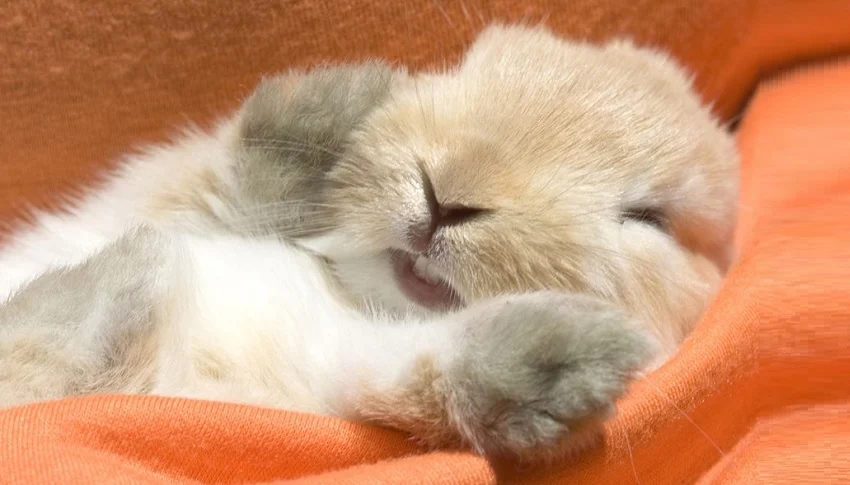 Tavşanların Uyku Alanları ve Yatak Seçimi