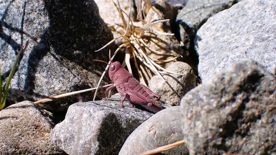 Nadir Görülen Pembe Çekirge Fotoğraflandı: Koruma Altında