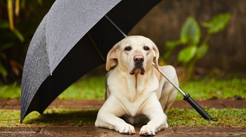 Yağmurda Köpeğinizle Güvenli Yürüyüş İpuçları Yağmurda Köpeğinizle Güvenli Yürüyüş İpuçları
