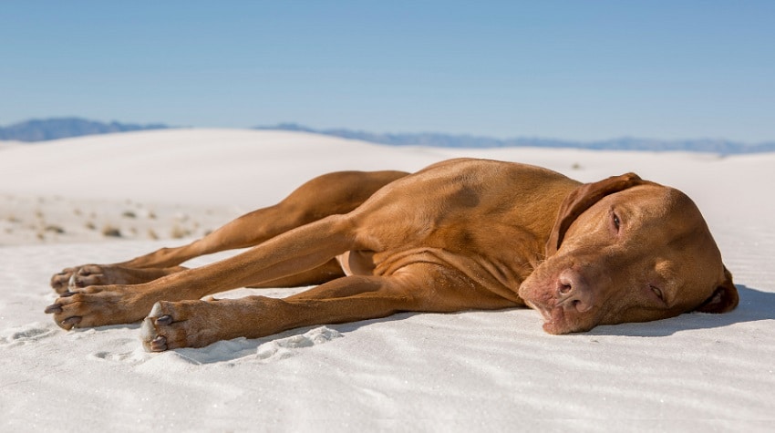 Evcil Hayvanlarda Güneş Çarpması ve Önlemler Evcil Hayvanlarda Güneş Çarpması ve Önlemler