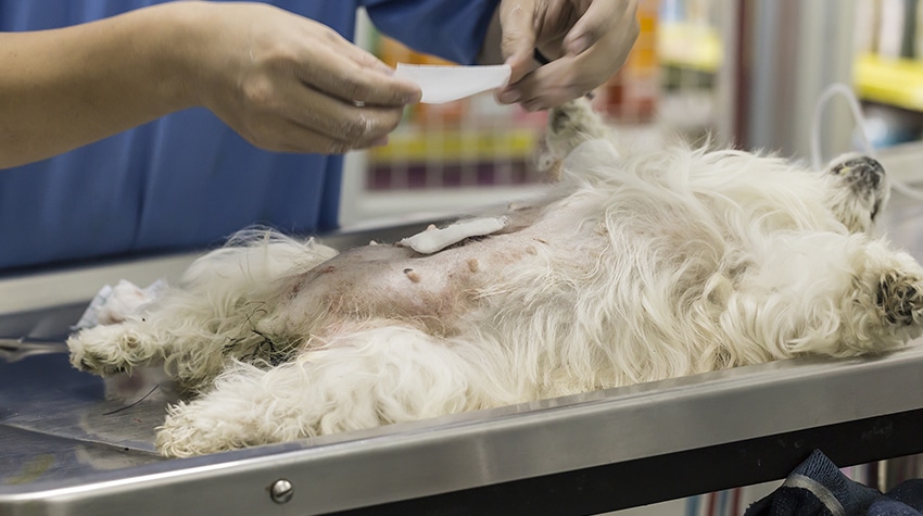 Köpeğinizi Kısırlaştırmanın Artıları ve Eksileri Köpeğinizi Kısırlaştırmanın Artıları ve Eksileri